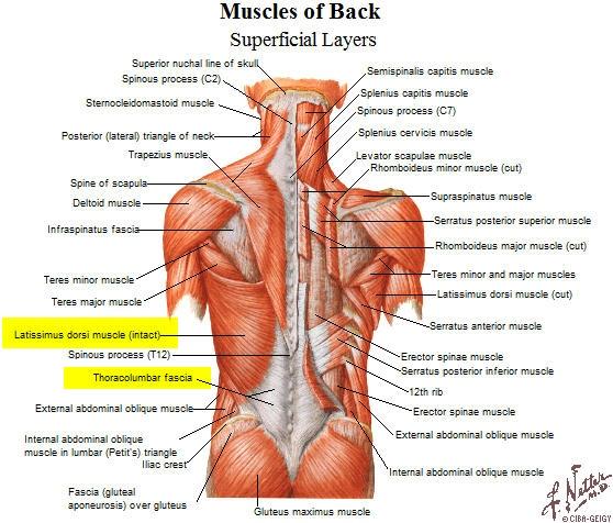 Back Muscles