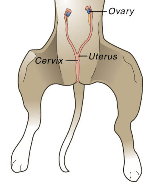 Canine uterus and ovary