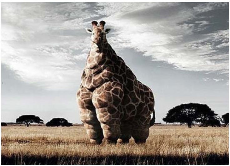 Chubby Giraffe