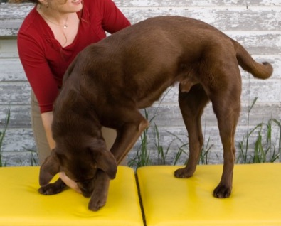 Cookies at front feet