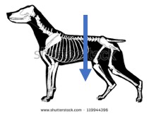 Dog Skeleton