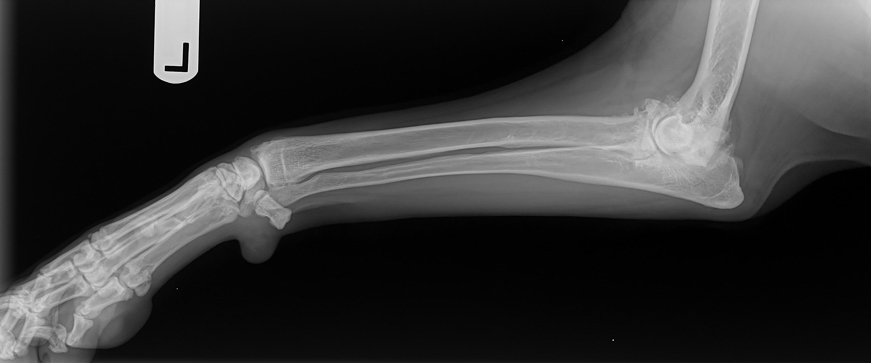 Canine Elbow Arthritis