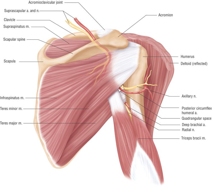 Shoulder Pain