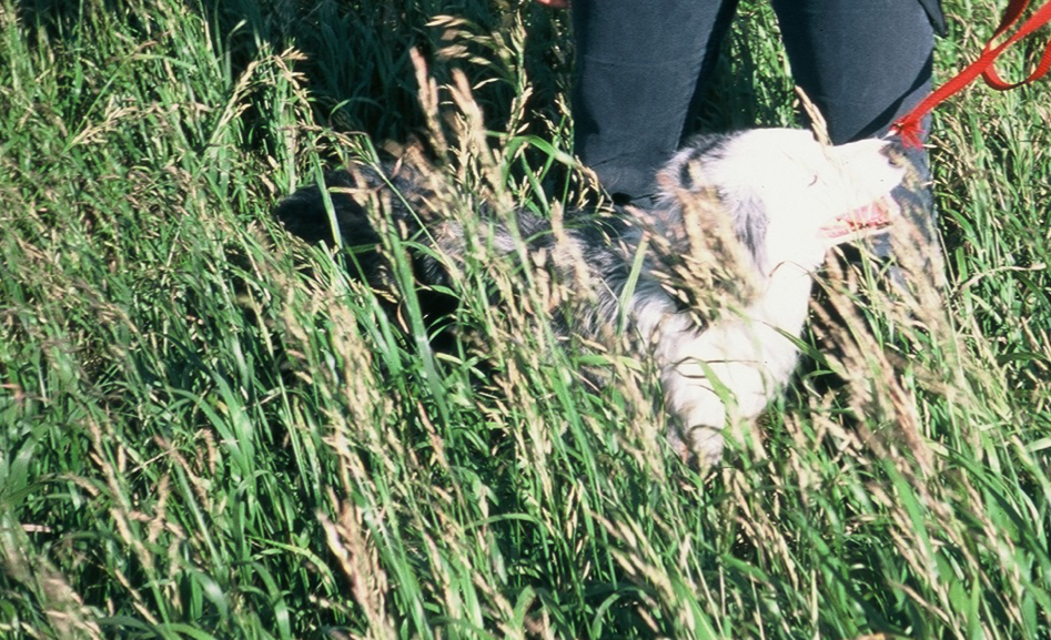 Walking in tall grass