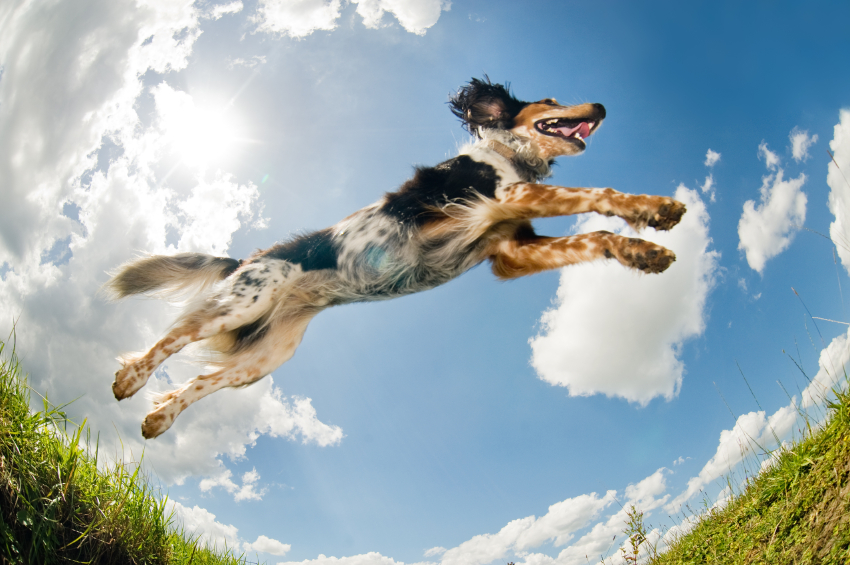 Dog jumping