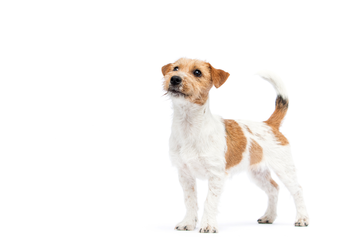 Jack Russell Terrier