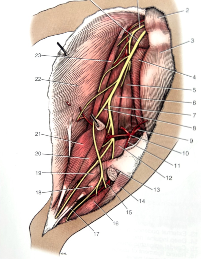 Sciatic Nerve