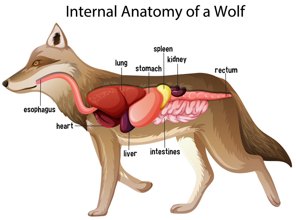 Wolf Internal Anatomy