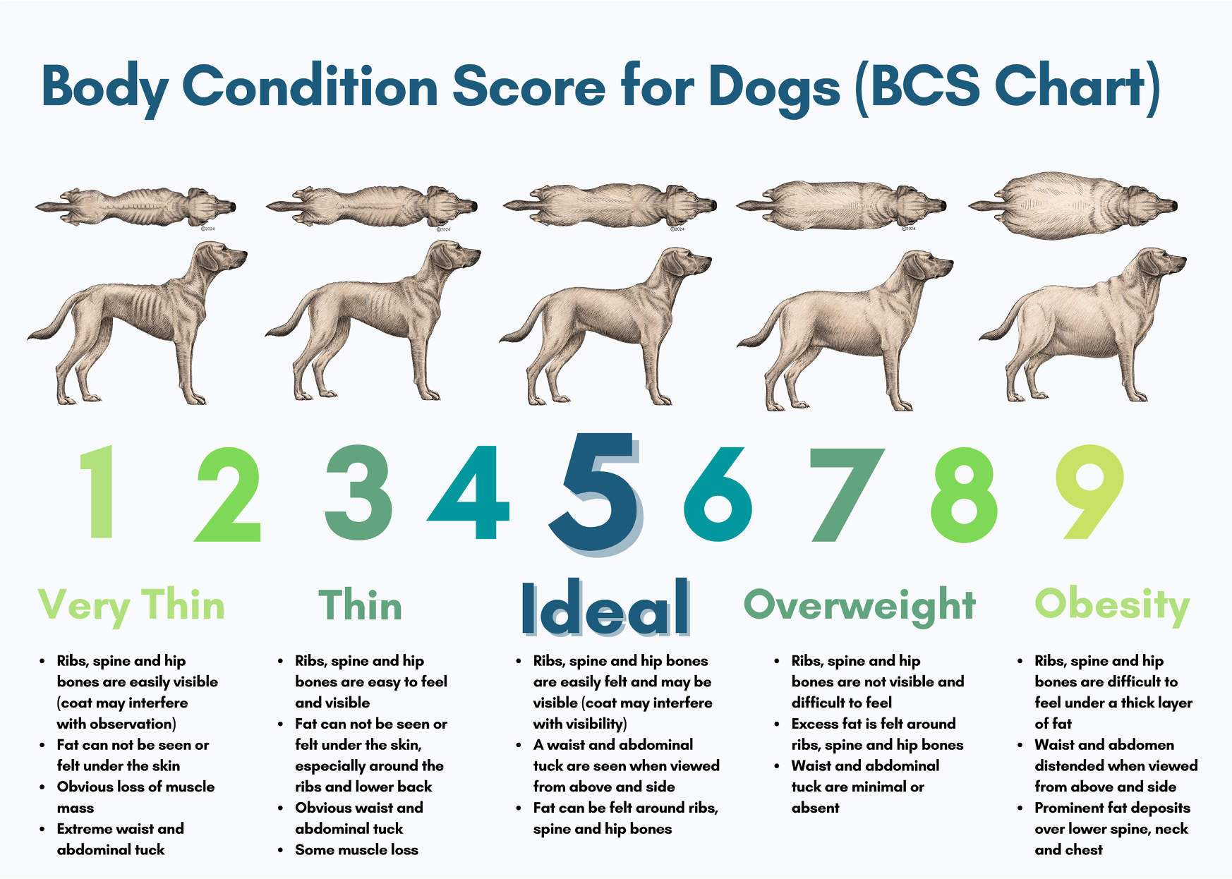 Canine BCS