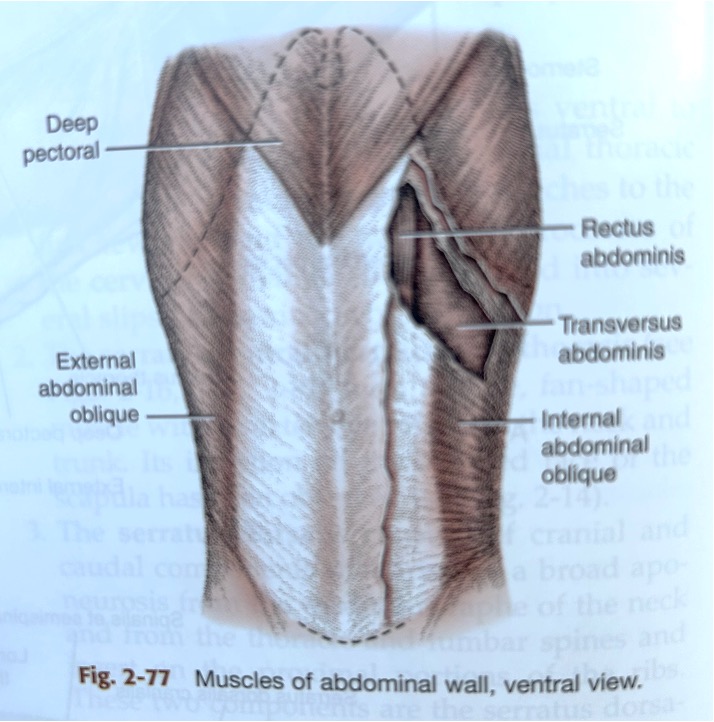 Ventral Canine Abs