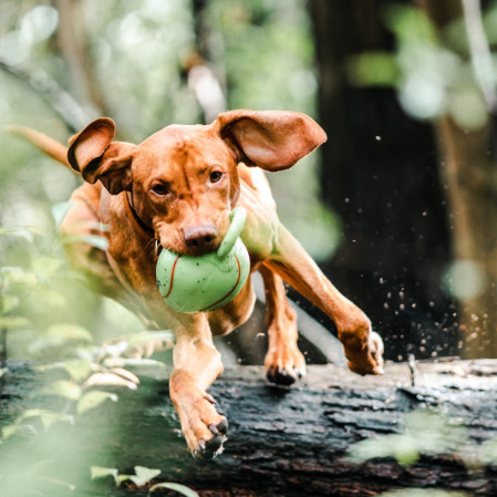 Athlete Dog