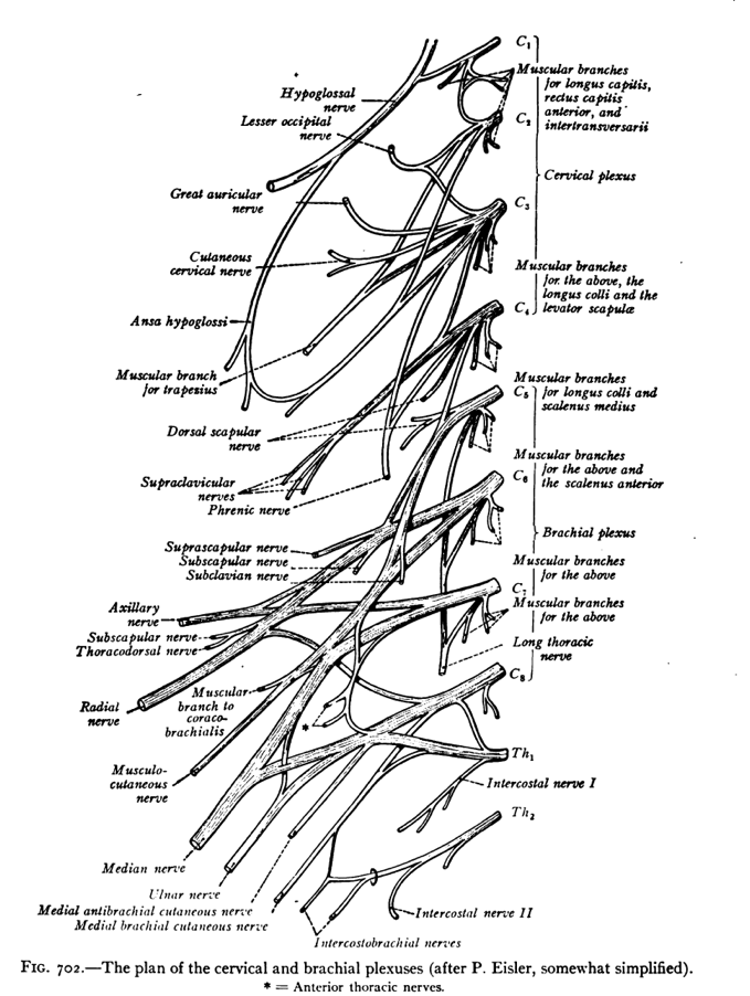 C-S Nerves