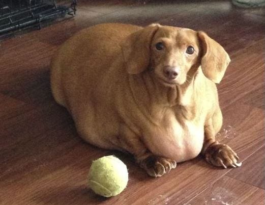 Chubby Dog