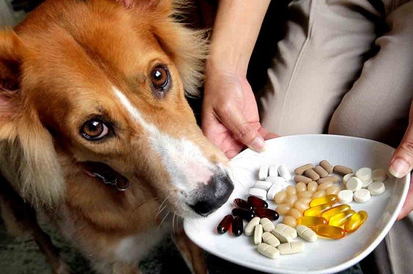 Dog Supplements