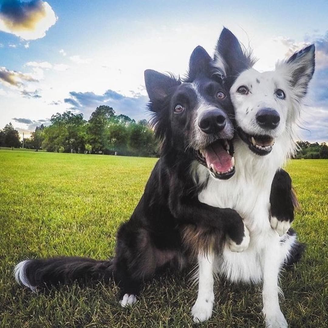 Dog Friends