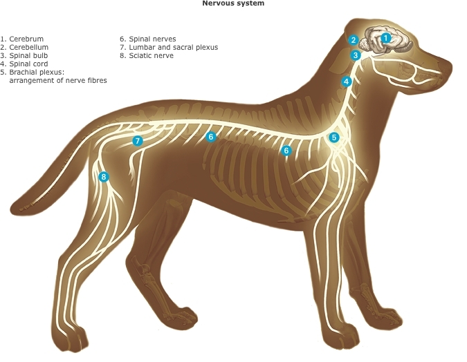 Canine Nervous System