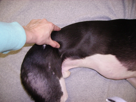 QuadratusLumborumPalpation
