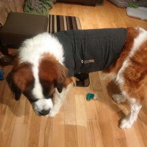 thundershirt