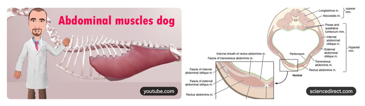 Canine Abdominals