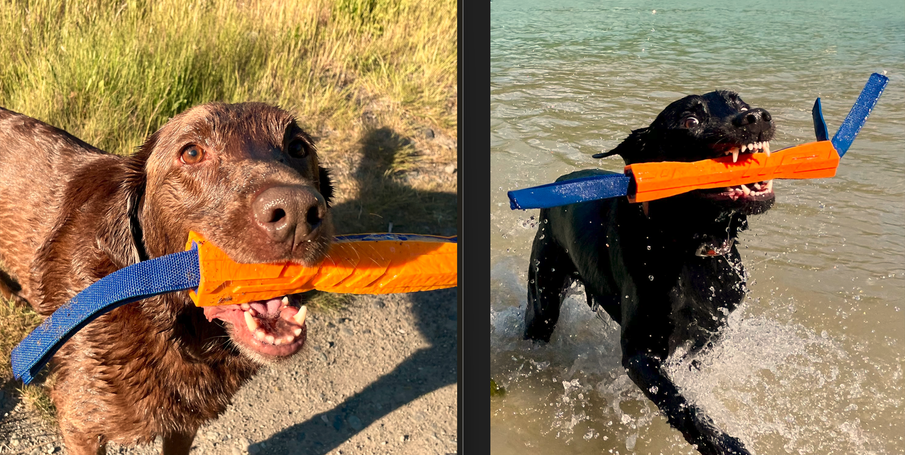 David's Dogs
