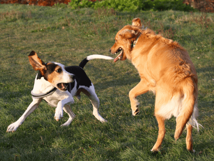 Dogs at play