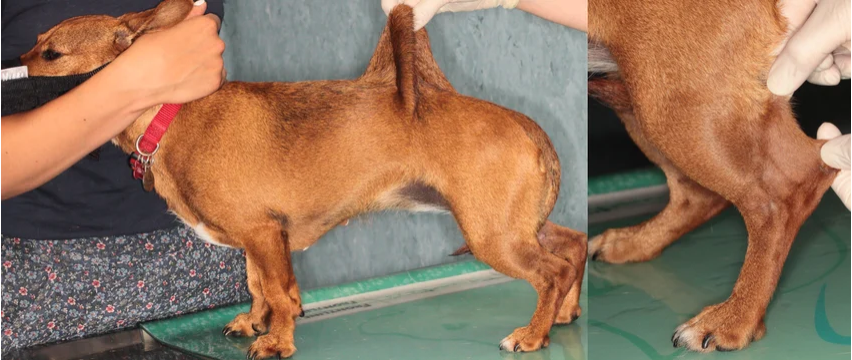 Dog with Ehlers-Danlos