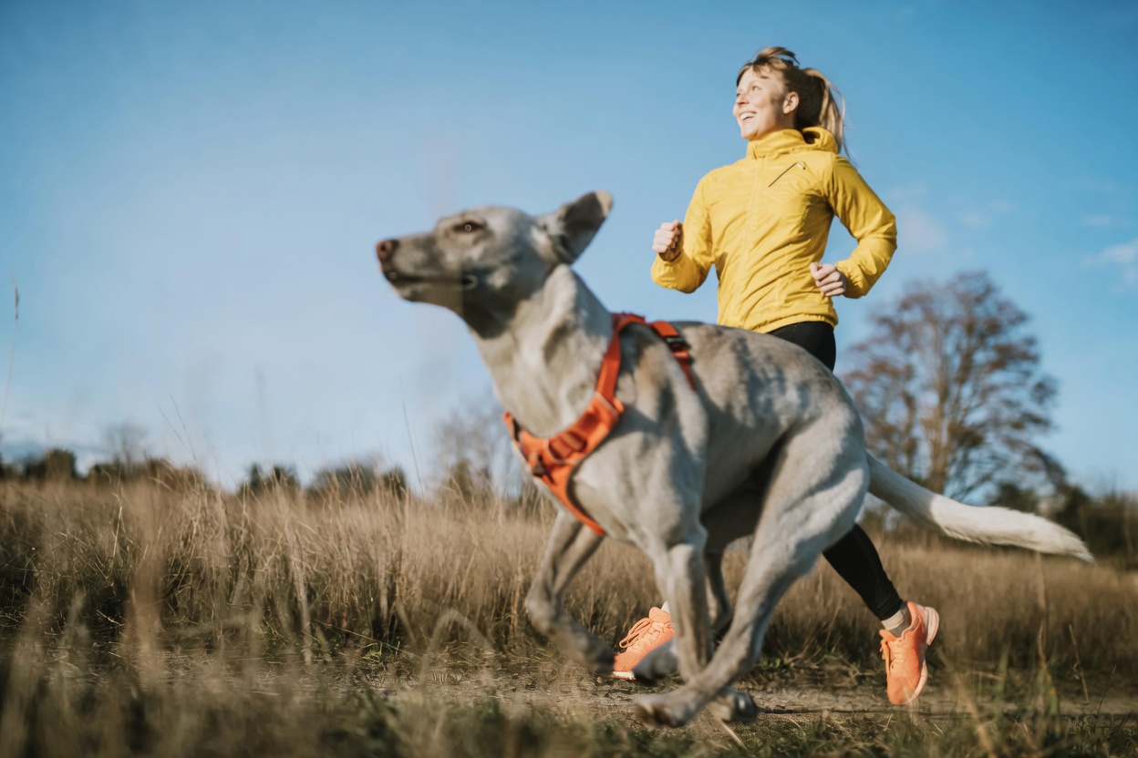 Dog Trotting