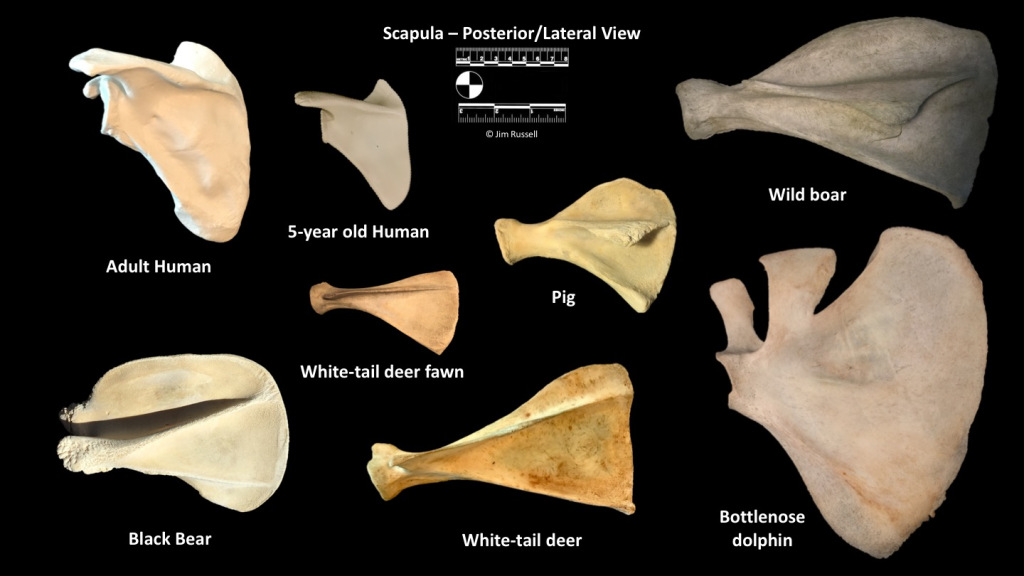 Scapula Bones