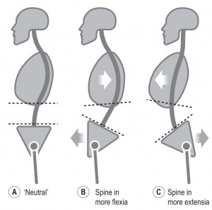 spine positions