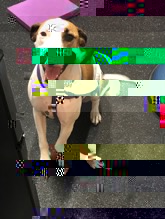 Gracie1.jpg
