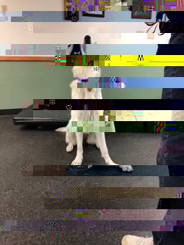 EastieWestie1.jpg