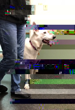 EastieWestie2.jpg